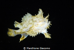 Sargassum frog fish. Lembeh strait . by Marchione Giacomo 